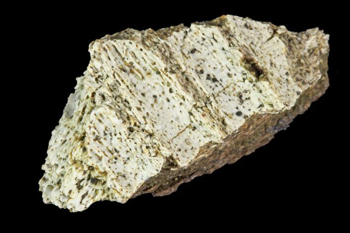 Fossil Hadrosaur Jaw Fragment - Montana #106867